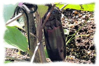 阿久和ガーデン